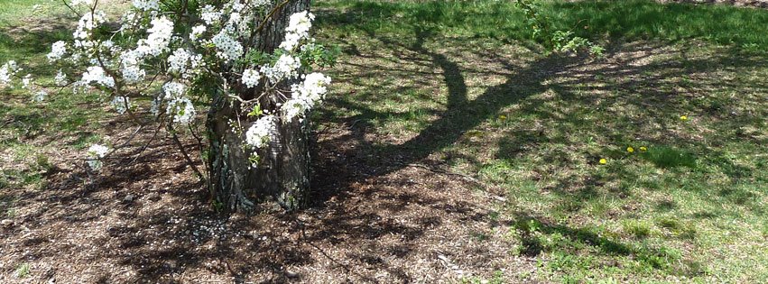 Tree-shadow